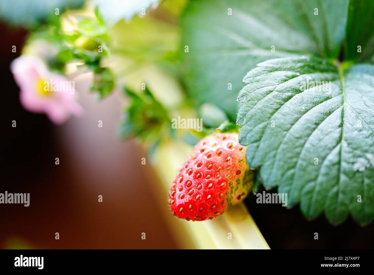 Young strawberry plant growing indoors on a windowsill Stock Photo - Alamy