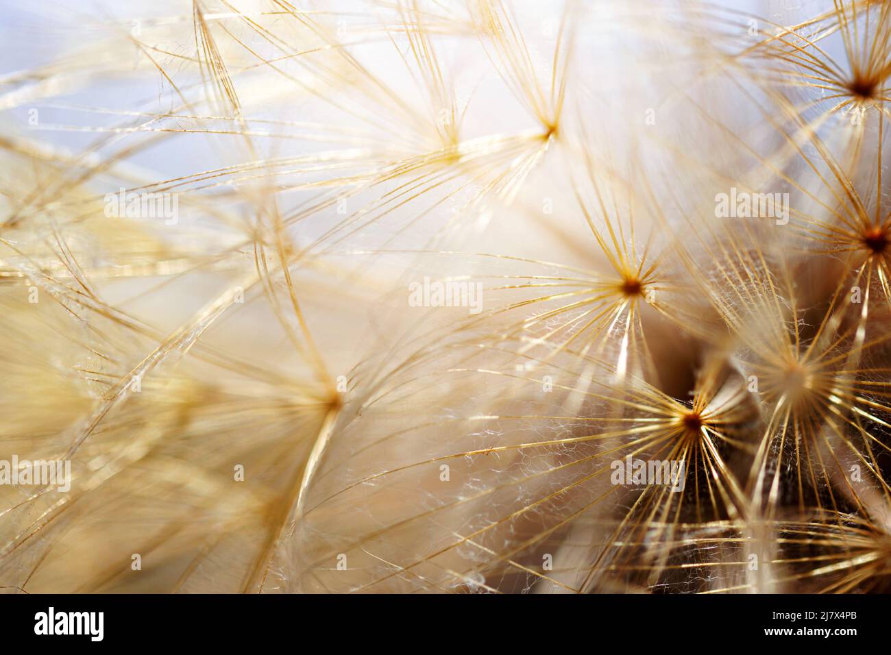 Abstract dandelion flower background. Seed macro closeup. Soft focus. Vintage style. Stock Photo