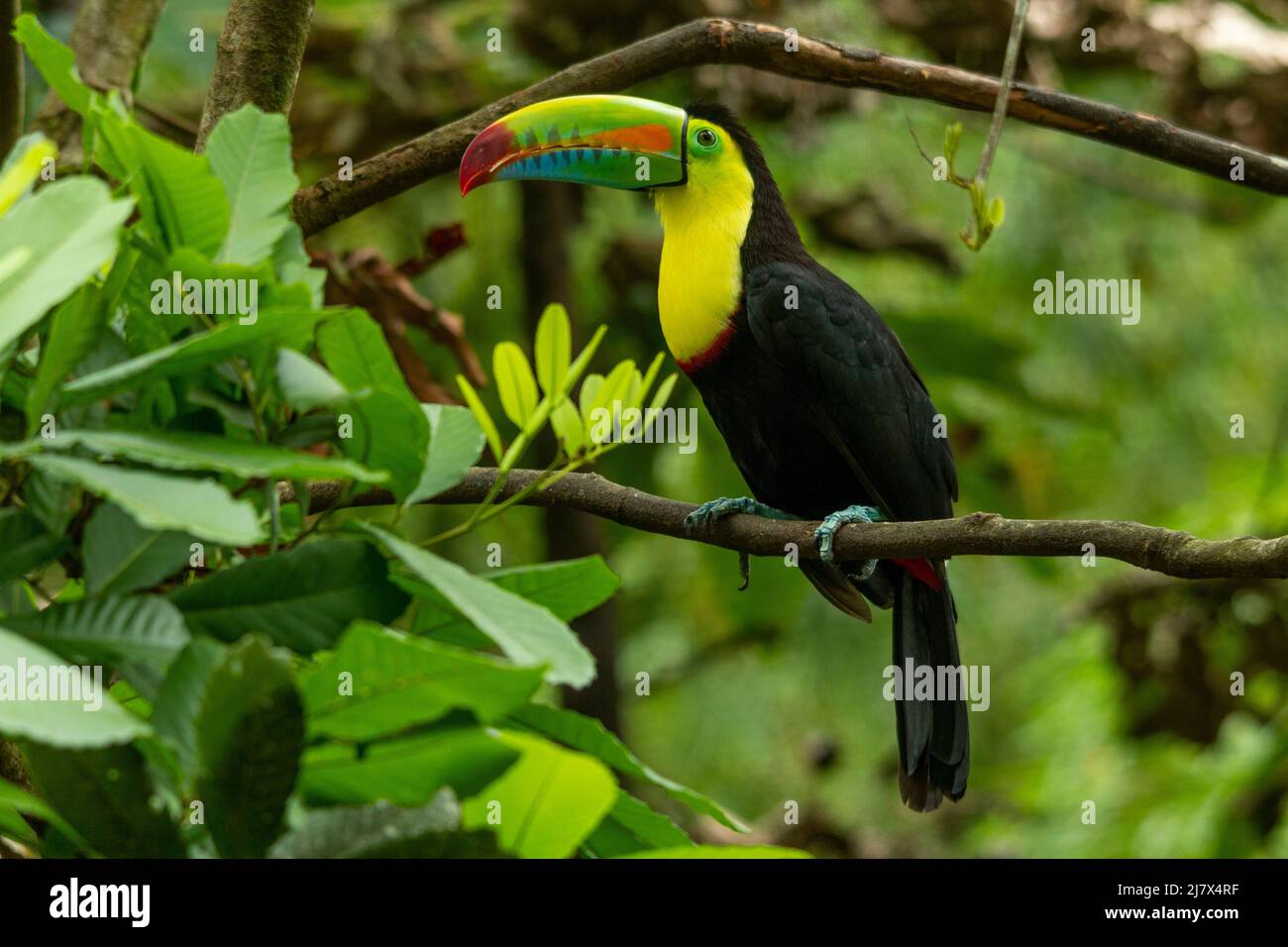 Keel-billed Toucan (Ramphastos sulfuratus) perching on branch, Colombia- stock photo Stock Photo