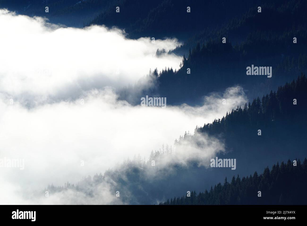 White sea of clouds meets coniferous forest in the Carpathian Mountains, Romania Stock Photo