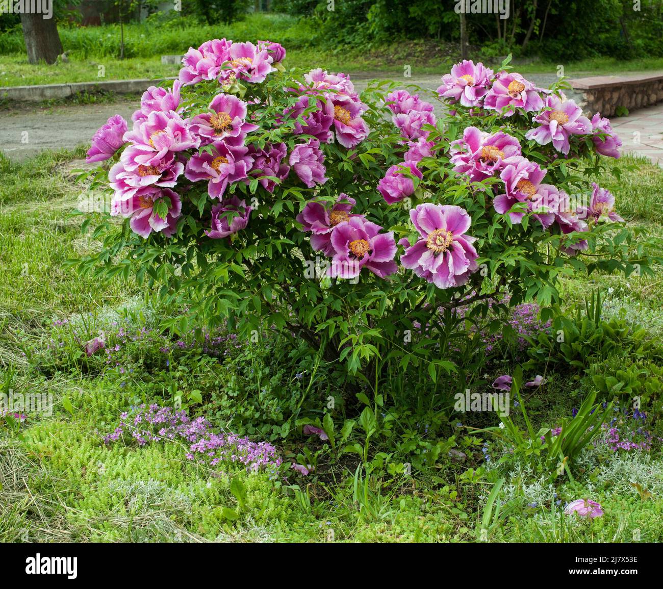 pink peony flower peony bush tree at garden Stock Photo - Alamy