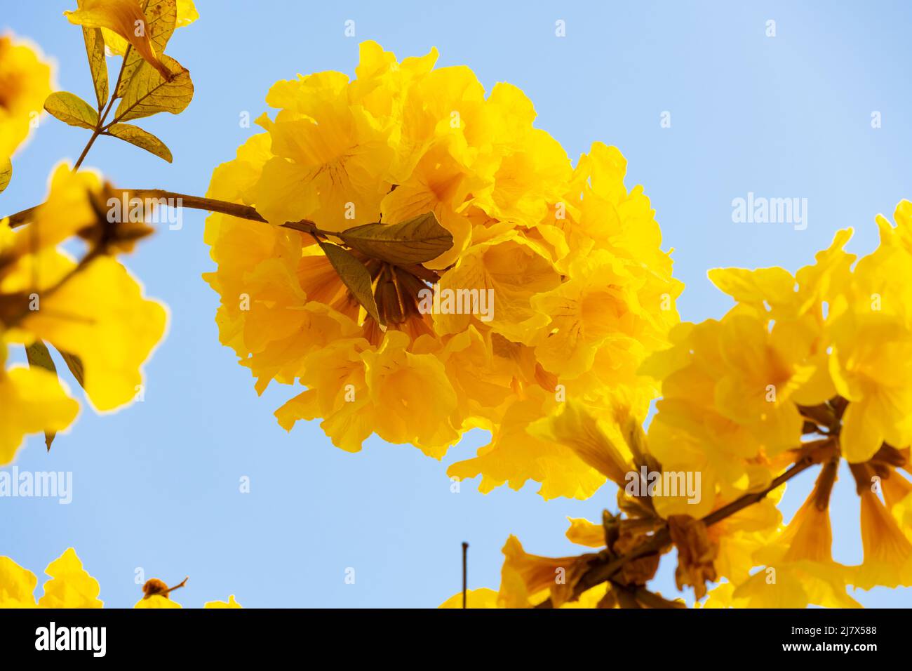 blooming Guayacan or Handroanthus chrysanthus or Golden Bell Tree horizontal composition Stock Photo