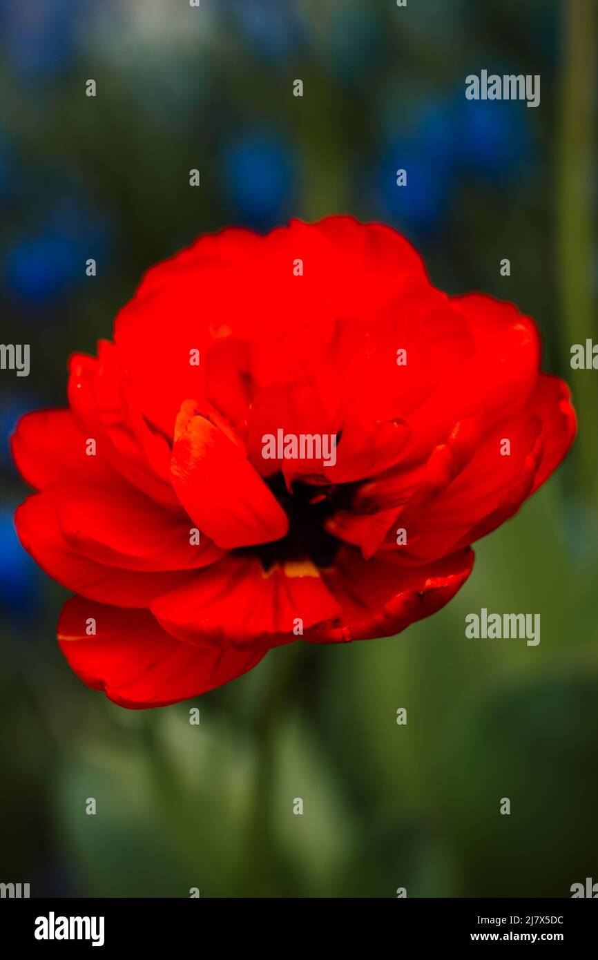 One red tulip against the background of green grass in spring Stock Photo