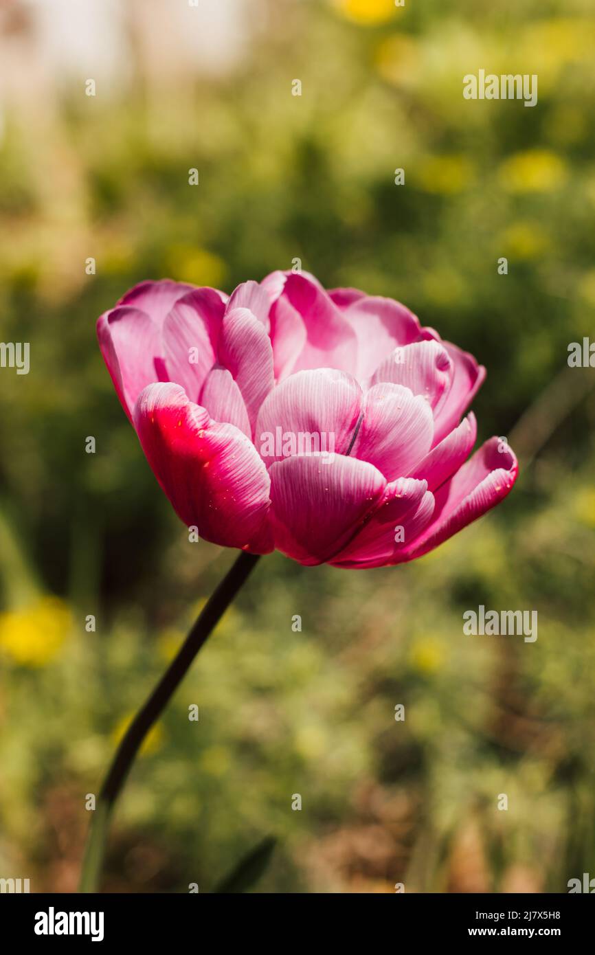 One red tulip against the background of green grass in spring Stock Photo