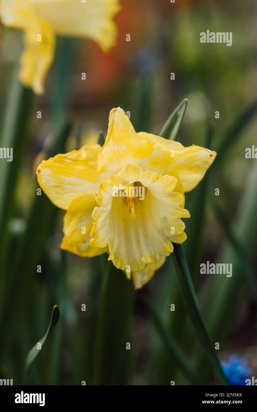 One beautiful yellow daffodil with greenery in spring Stock Photo