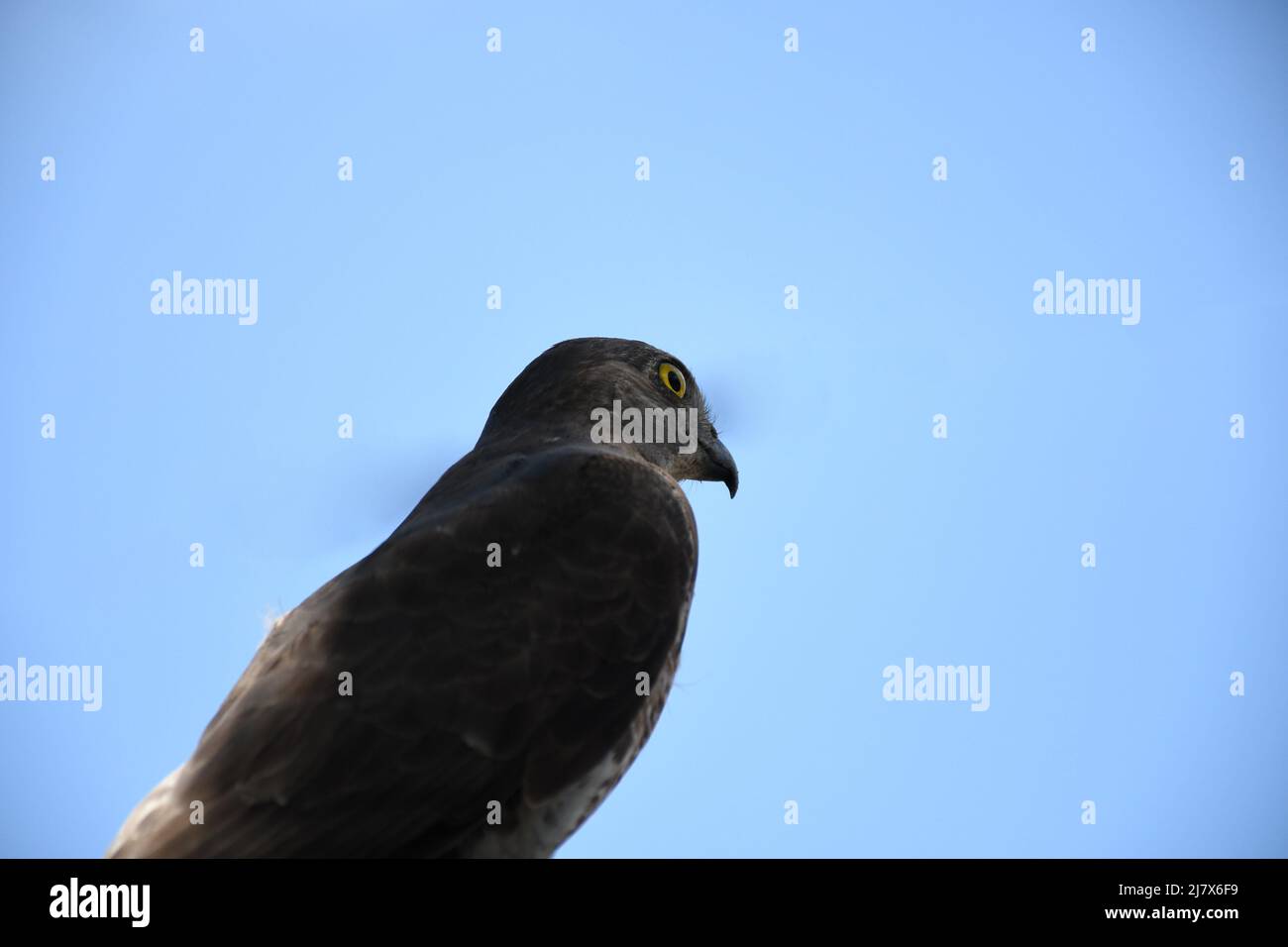 Falcon: Close up of the Falcon is a great way to see his details and and how it looks like Stock Photo