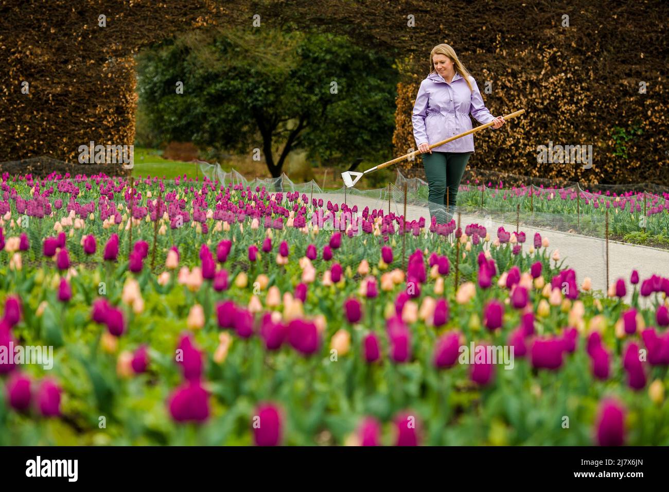 Tulip mania 1637 hires stock photography and images Alamy