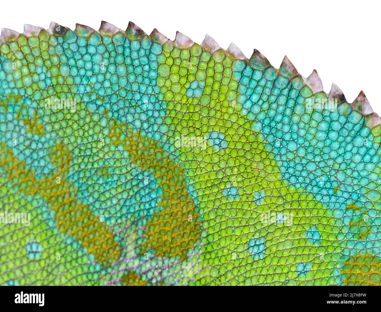 Chameleon skin close-up with jagged back. White isolated back. Binomial name Chamaeleo calyptratus. Stock Photo