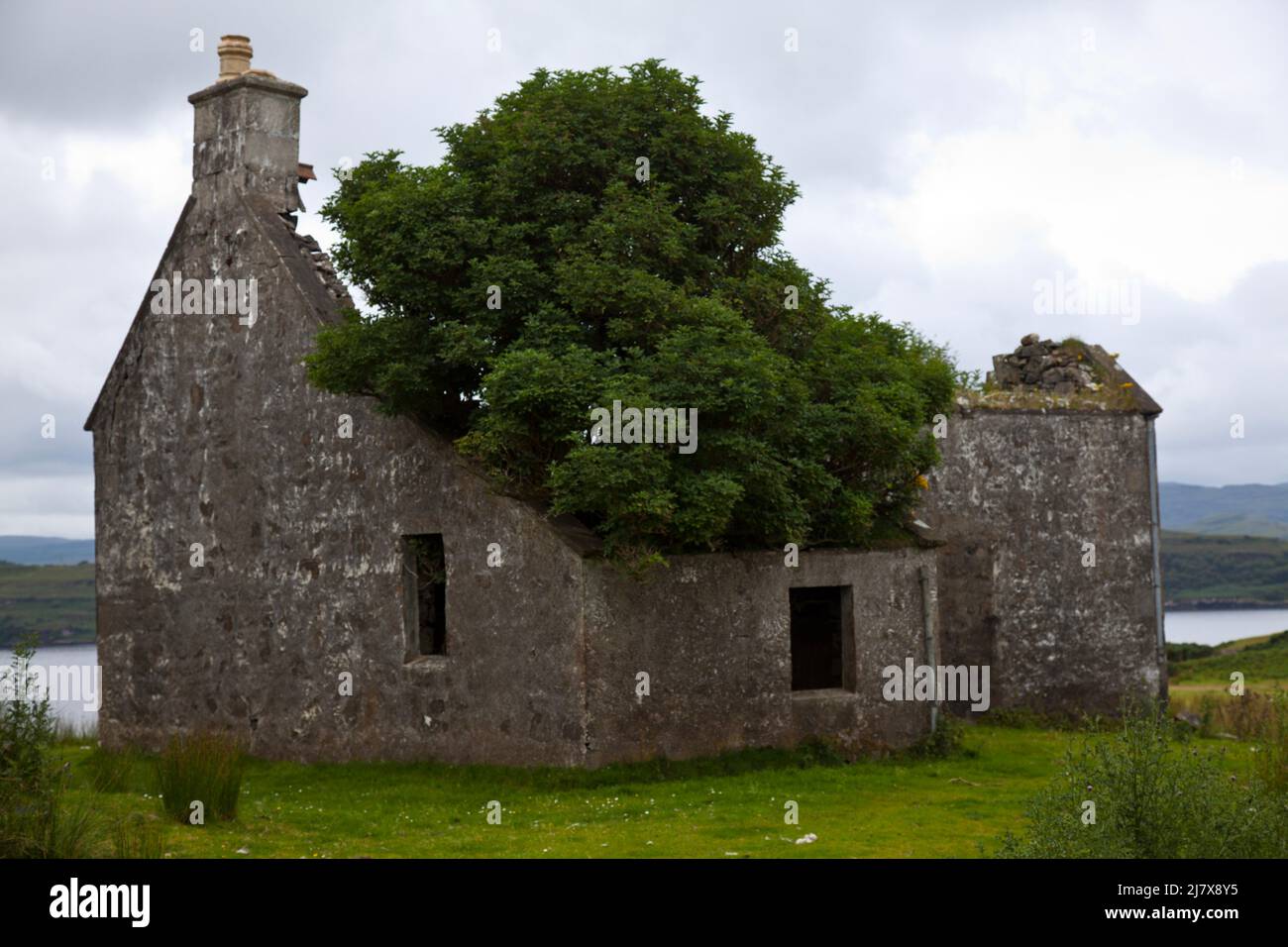 Tree growing through a derelict stone brick house in the Scottish Highlands, Isle of Skye Stock Photo