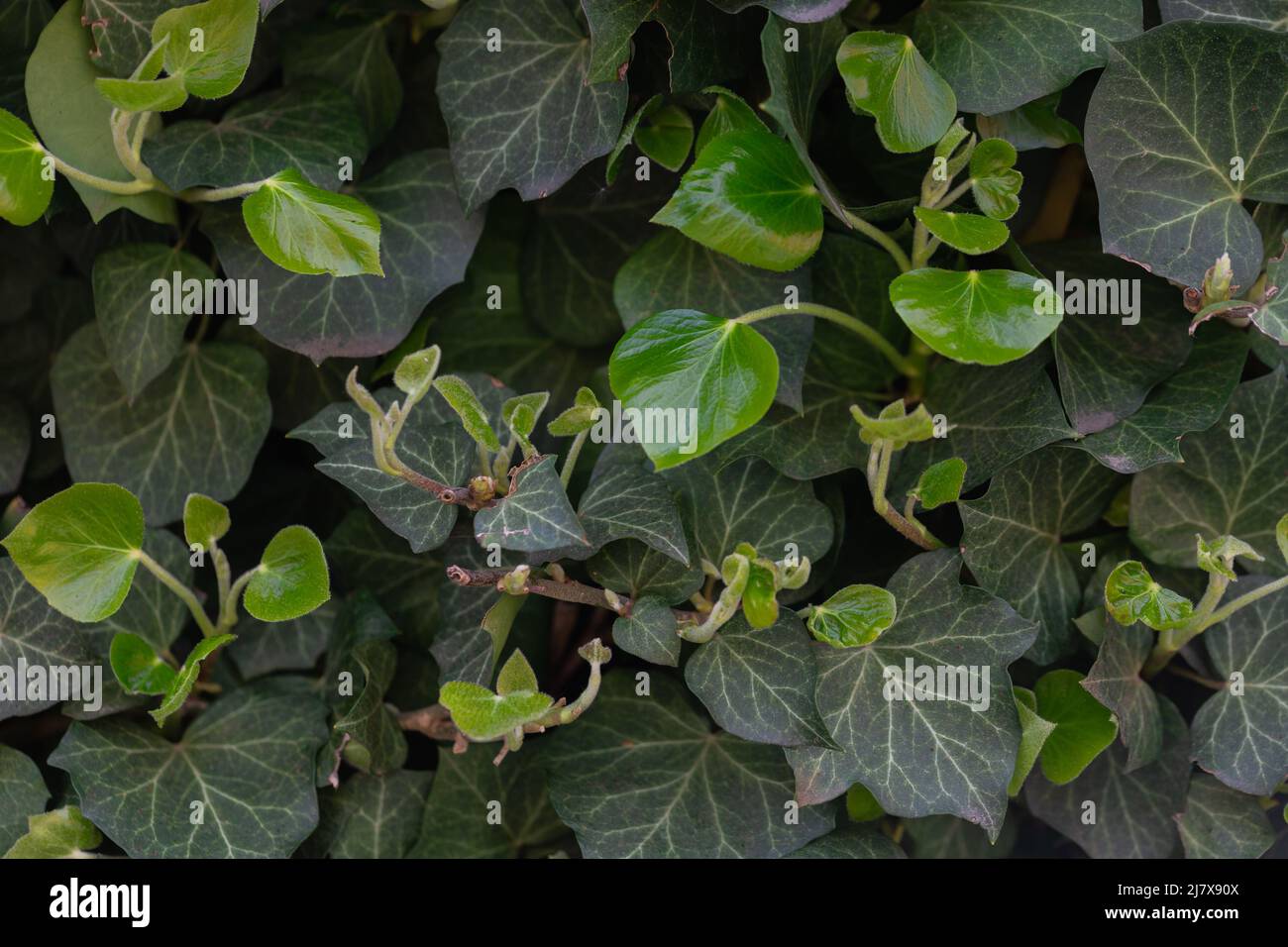 Green fresh leaves of English common ivy or hedera helix on fence, wall or building. Spring greenery background Stock Photo