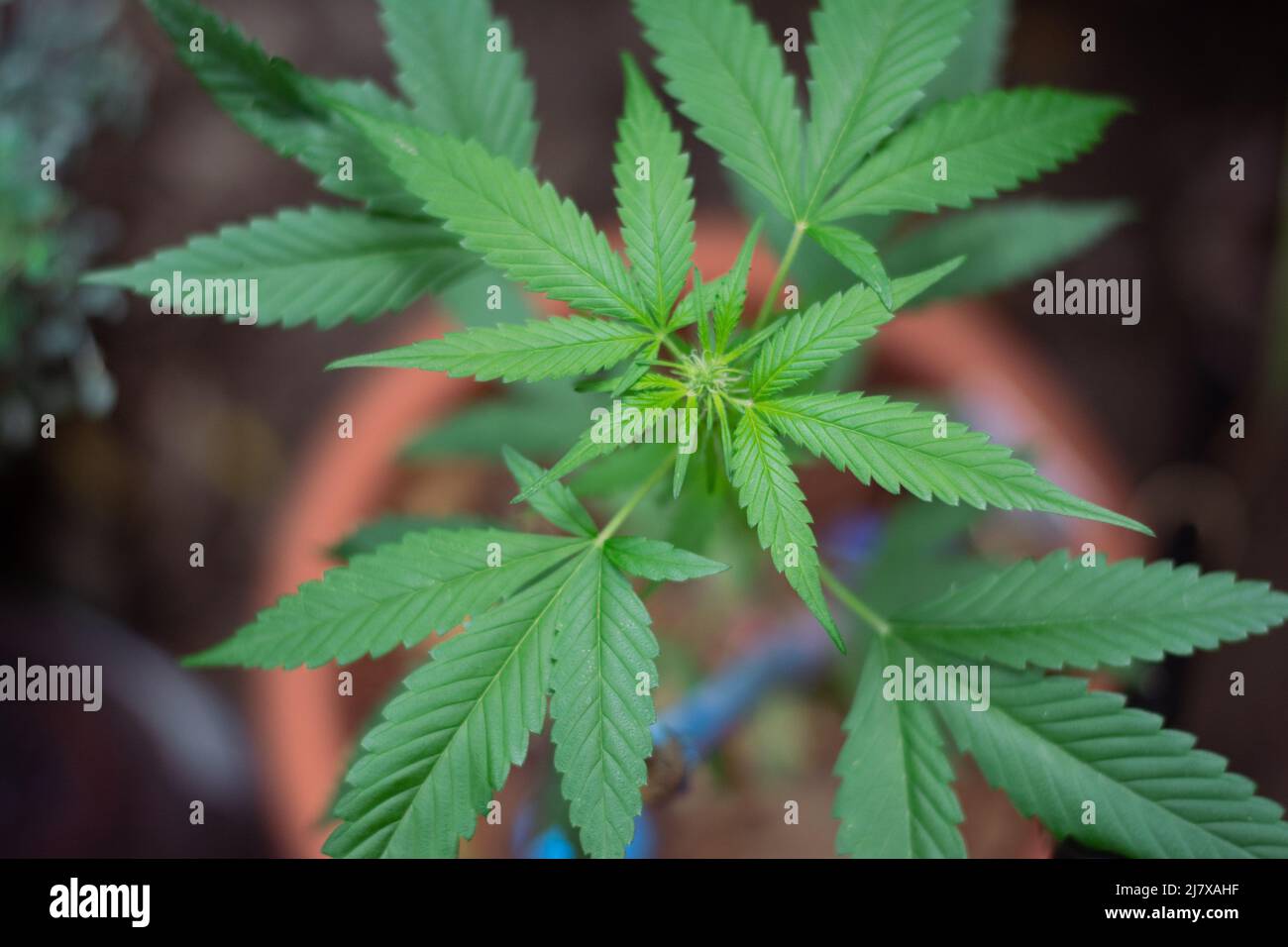 Aerial point of view of green marijuana leaves. Natural green plant in