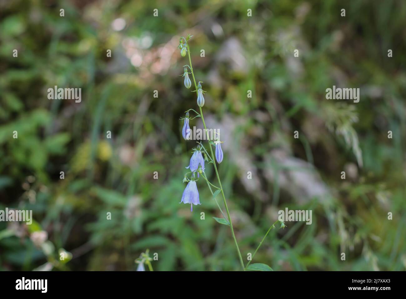 Violet bell-shaped flowers of rare species Adenophora liliifolia from the Balkan Peninsula Stock Photo