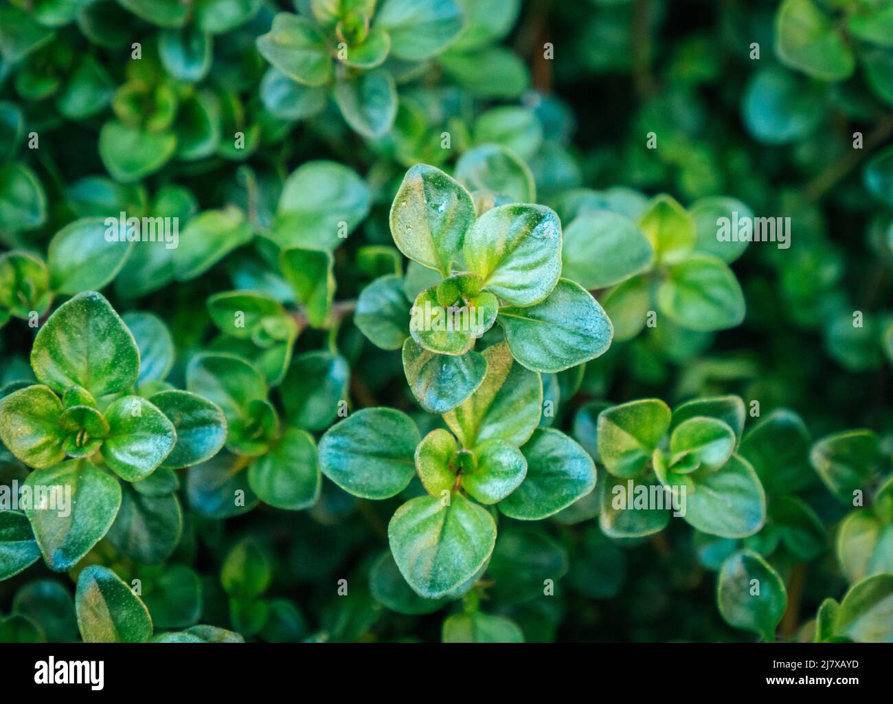 Close up Orange Thyme aromatic garden herb background texture Stock Photo