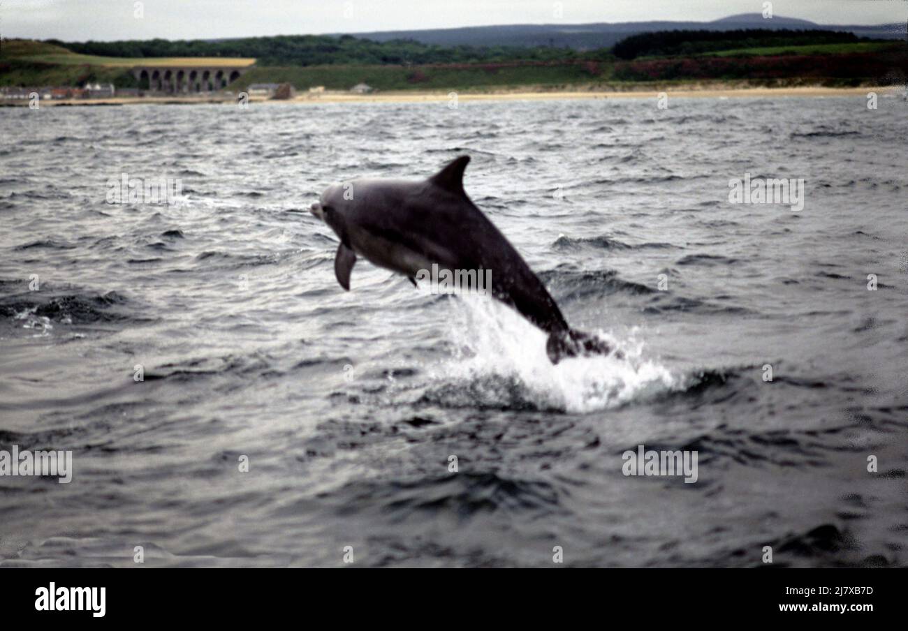 Bottle Nose Dolphin, Tursiops.  Marine Mammals are toothed whales. Often active with humans. Photographed, Breaching in wild on the Moray Firth. 1999 Stock Photo