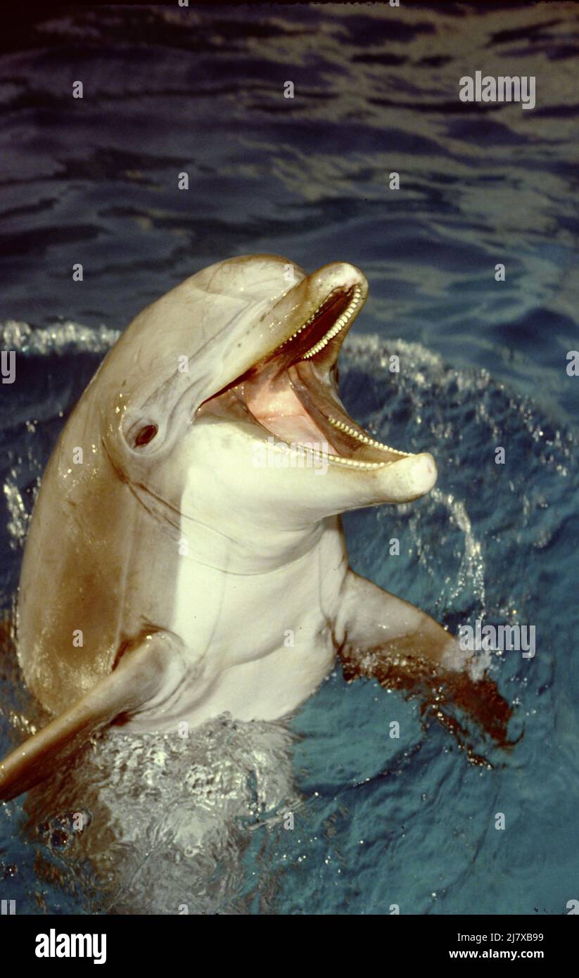 Bottle Nose Dolphin. Tursiops truncatus  Marine Mammal a toothed whale. Photographed in captivity at Morecambe Dolphinarium 1984. Stock Photo