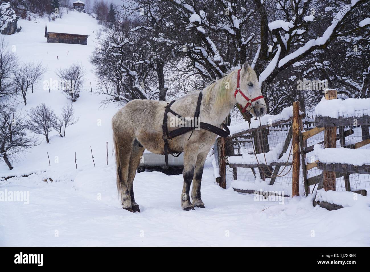 Beautiful white horse in the Romanian countryside during winter, Carpathian Mountains Stock Photo