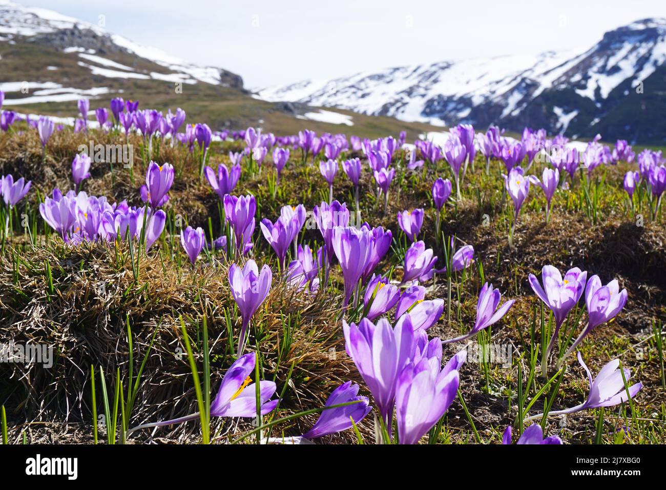 Blooming purple crocus field in spring in the Carpathian Mountains, Romania Stock Photo