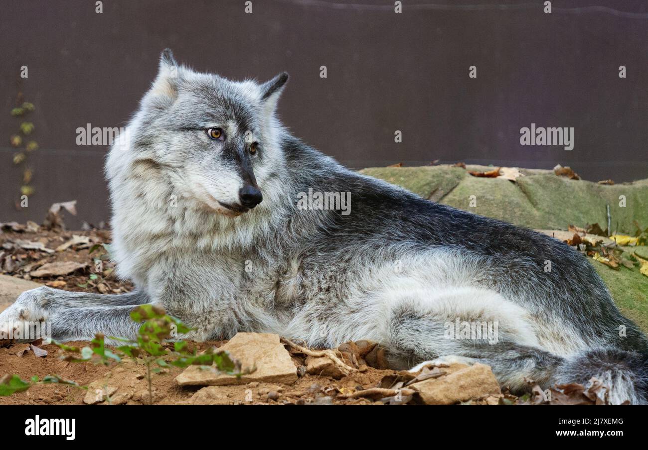 A grey wolf (Canis lupus) looks off to the side at the Western North Carolina Nature Center in Asheville, NC, USA. Stock Photo