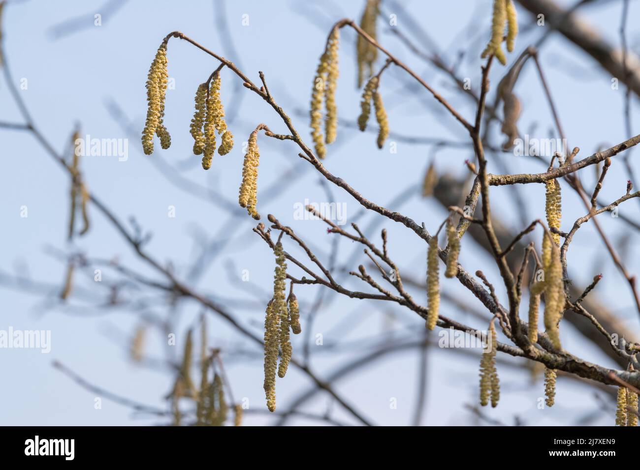 Male Catkins on the Branches of a Hazel Tree (Corylus Avellana) Seen Against a Clear Blue Sky