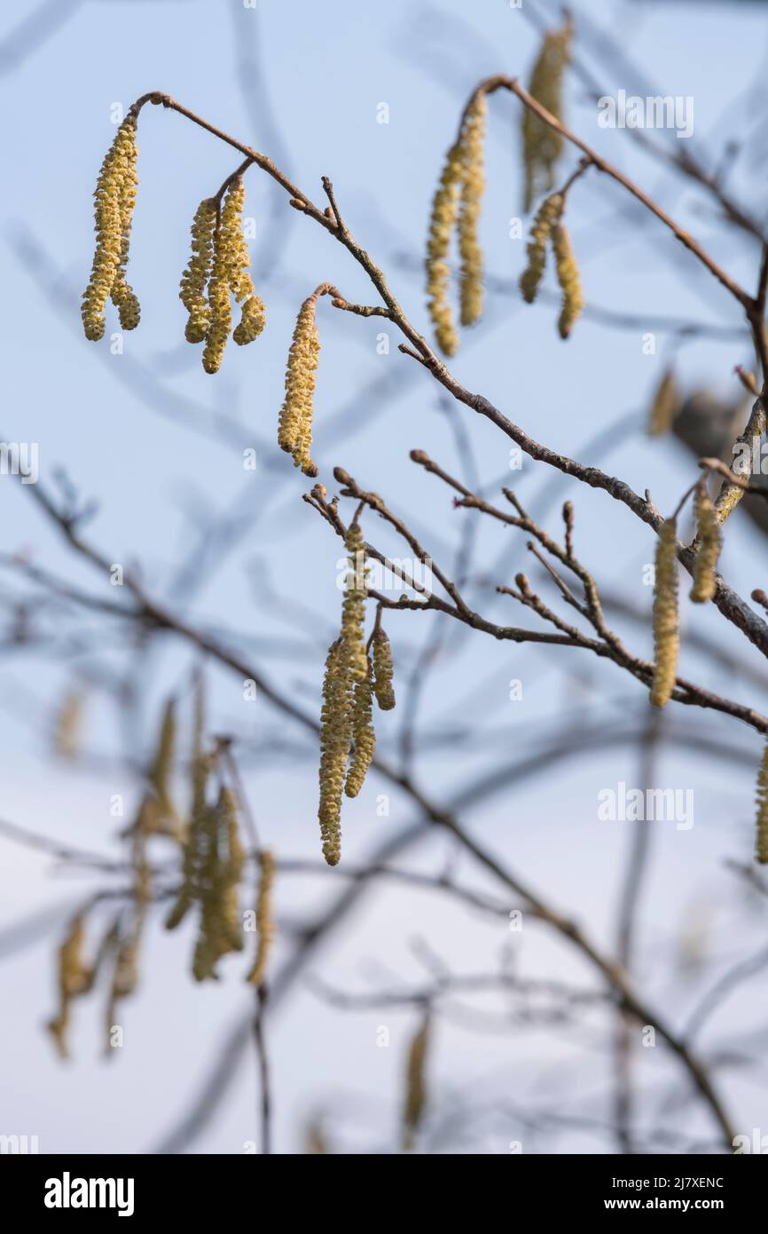 Male Catkins on the Branches of a Hazel Tree (Corylus Avellana) in Spring Sunshine Stock Photo