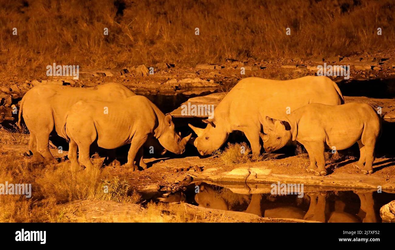 Spitzmaulnashorn am Wasserloch in der Nacht, Etosha-Nationalpark, Namibia, (Diceros bicornis) | Black rhino at night, Etosha National Park, Namibia, ( Stock Photo