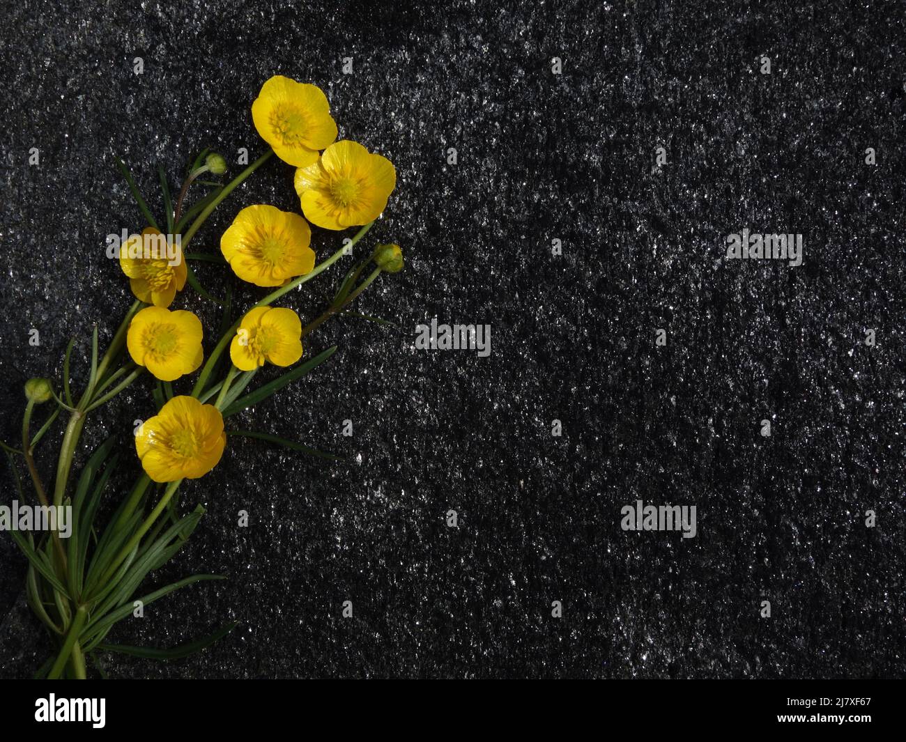 Buttercup with its long stems, neatly laid out on a black stone plate. Stock Photo