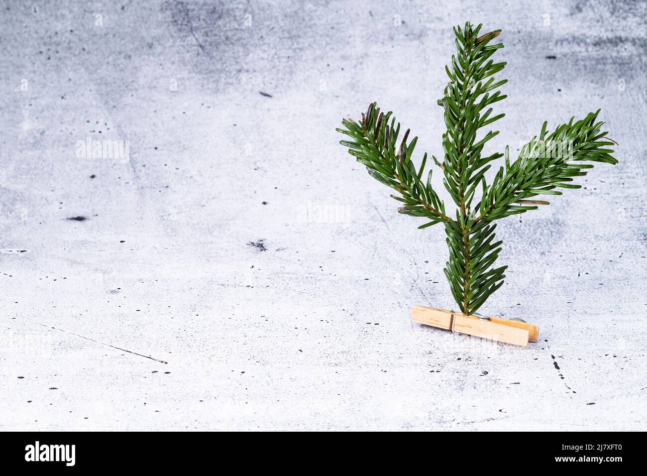 The photo shows a fir tree branch with wooden clamp on concrete background Stock Photo