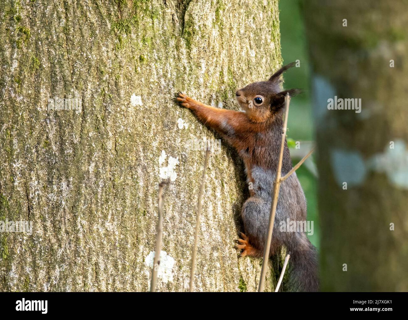 A Red Squirrel, Sciurus vulgaris in woodland in Beaumaris, Anglesey