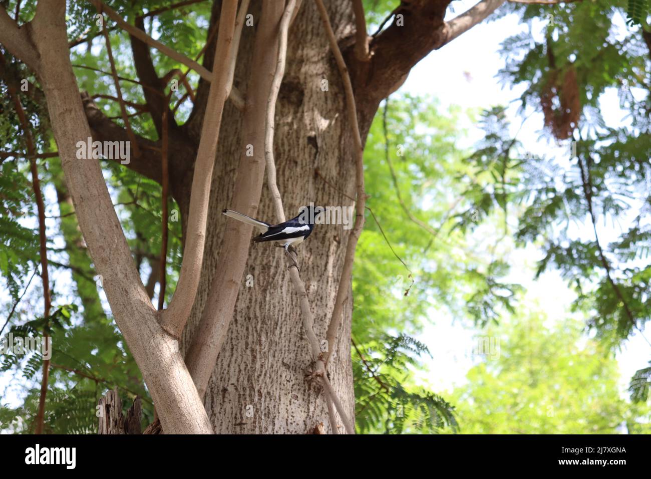 Oriental Magpie Robin bird on tree Stock Photo