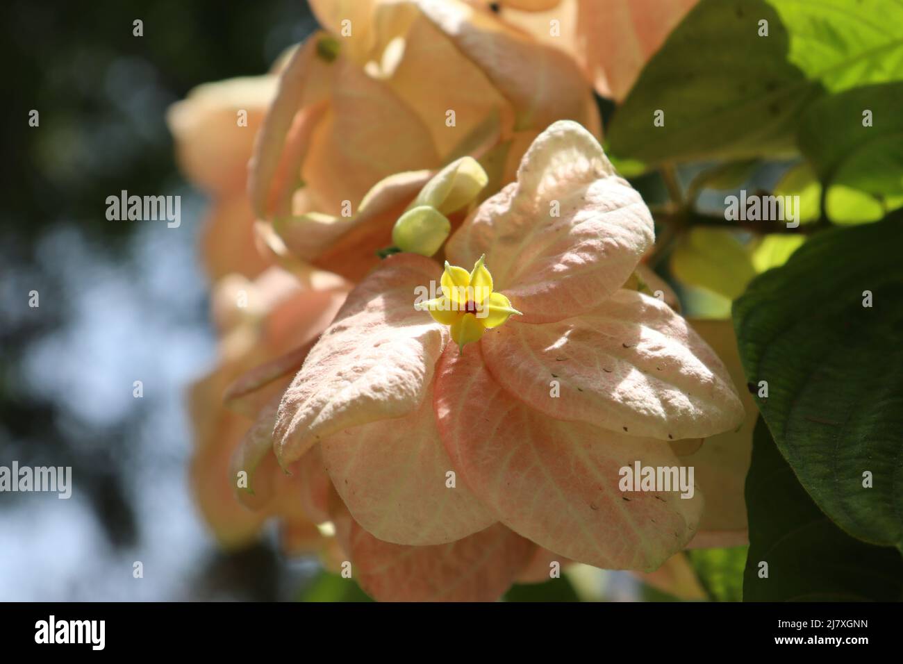 big baby pink flower with inside small yellow flower. Stock Photo