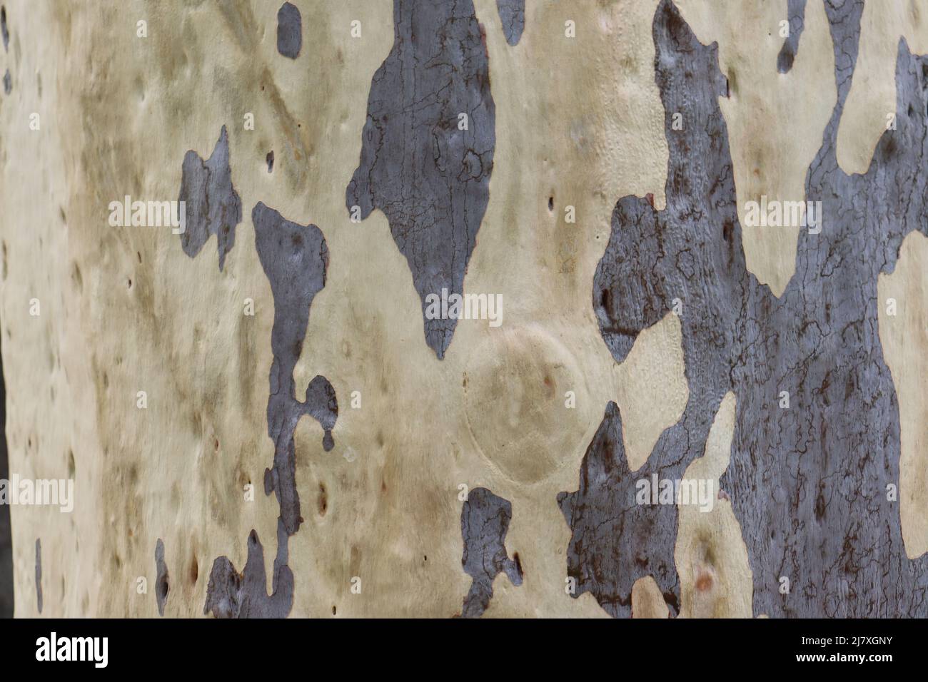 Eucalyptus tree in india closeup picture Stock Photo