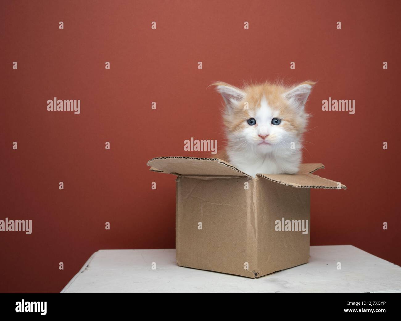 ginger white maine coon kitten inside of small cardboard box on brown background with copy space Stock Photo