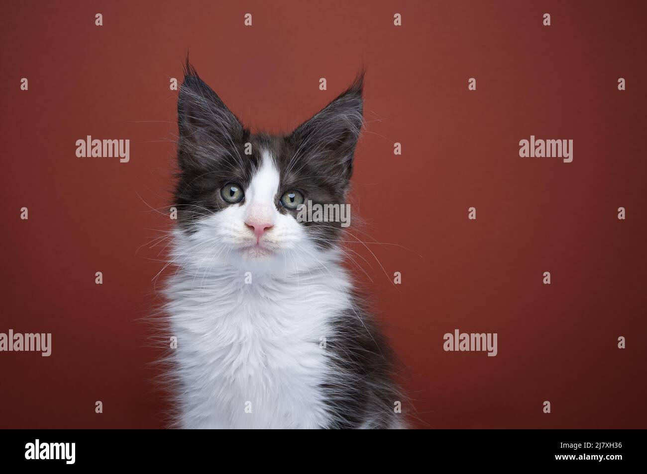 tuxedo maine coon kitten portrait on red brown background with copy space Stock Photo