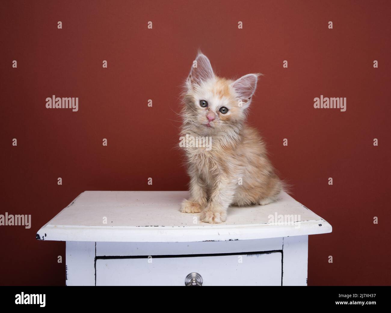scruffy ginger kitten sitting on drawer looking sad portrait on red brown background with copy space Stock Photo