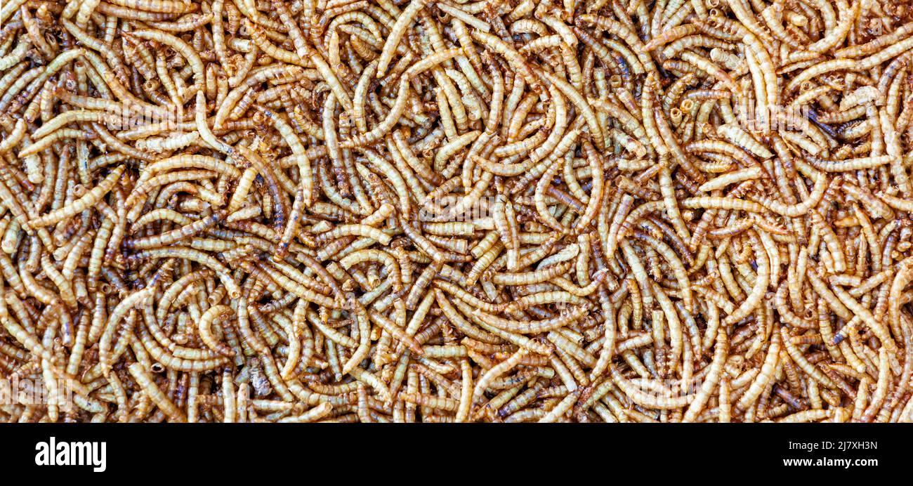 full frame of dried mealworms. Texture flour worms background. Worms