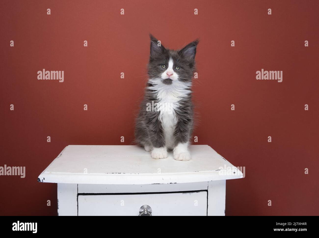 tuxedo maine coon kitten sitting on drawer portrait on red brown background with copy space Stock Photo