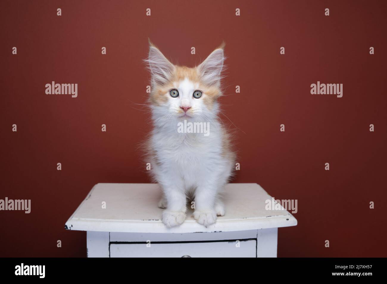 ginger white maine coon kitten sitting on drawer portrait on red brown background with copy space Stock Photo