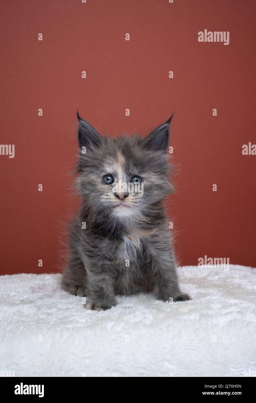 cute tortie maine coon kitten portrait looking at camera on red brown background with copy space Stock Photo