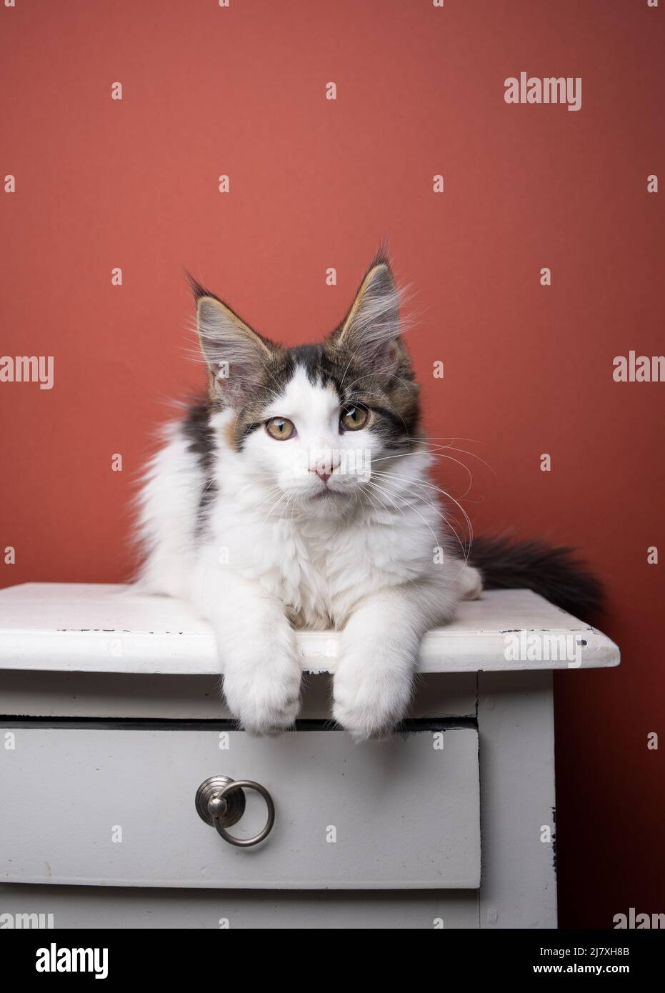 cute white tabby maine coon kitten resting on drawer lying on front looking at camera with copy space Stock Photo
