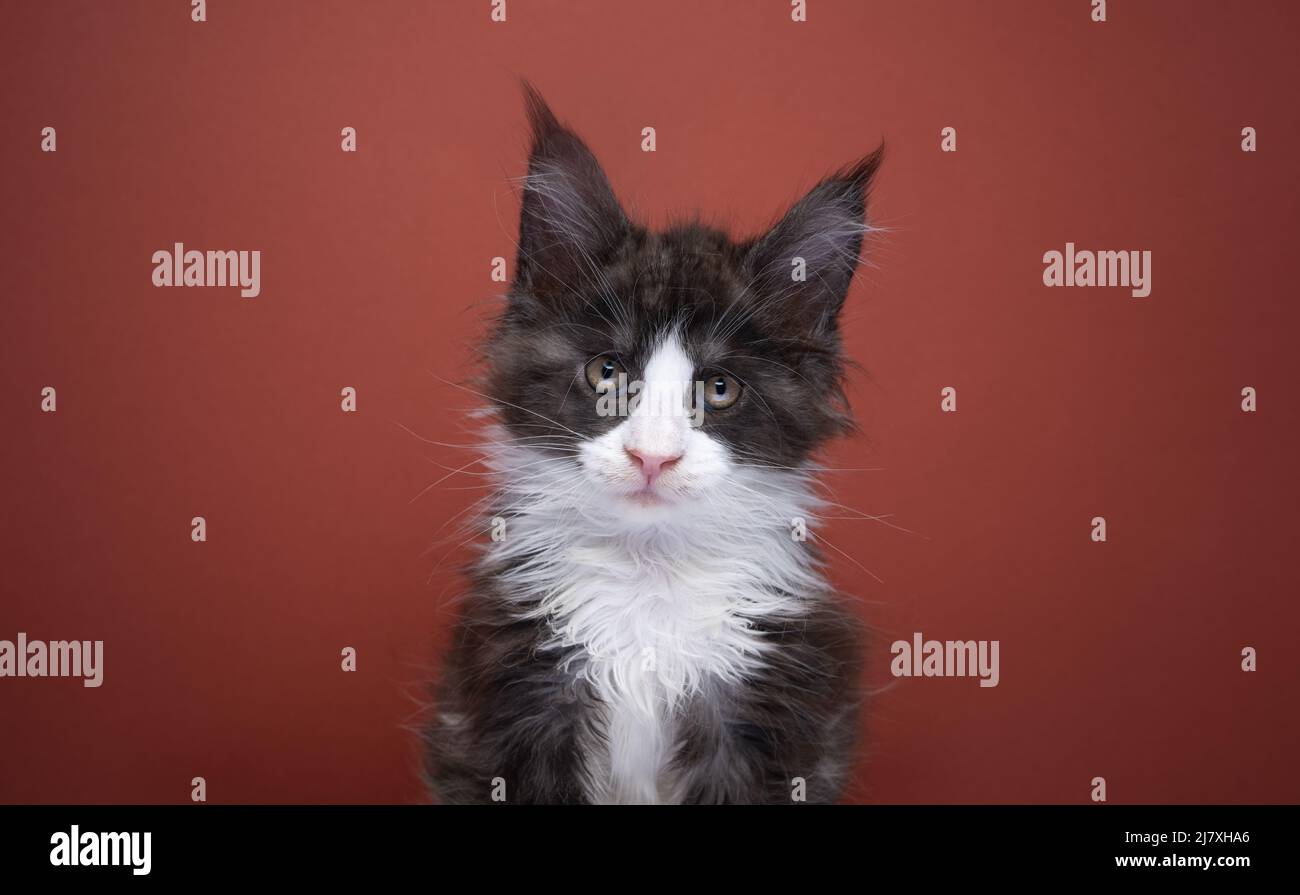 shy tuxedo kitten portrait on red brown background with copy space Stock Photo