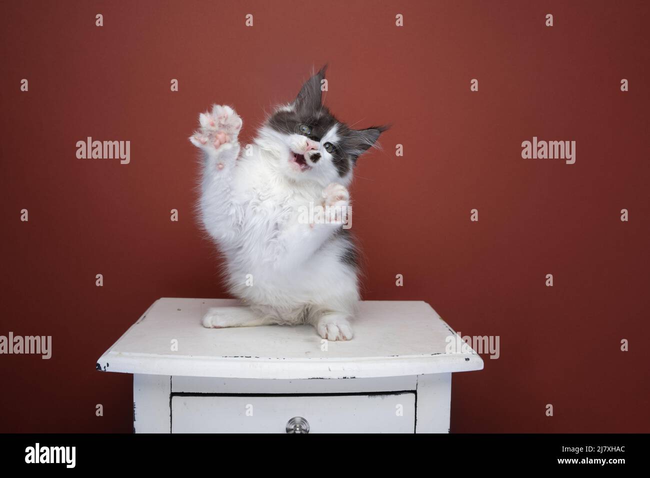 black and white maine coon kitten playing on red brown background with copy space Stock Photo