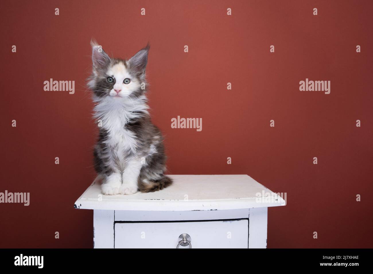 cute calico white maine coon kitten sitting on drawer on red brown background with copy space portrait Stock Photo