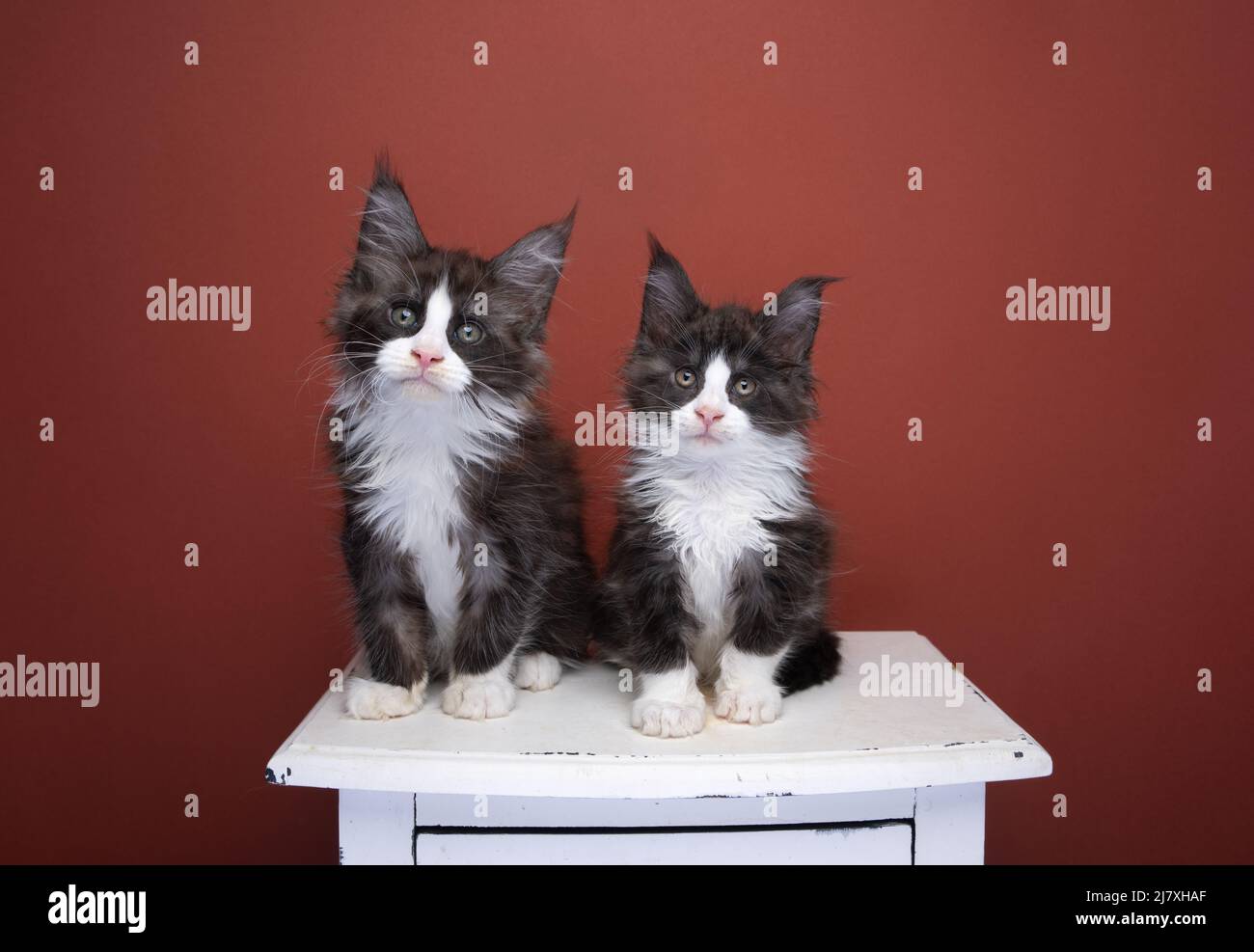 two tuxedo maine coon kitten brothers sitting side by side on drawer Stock Photo