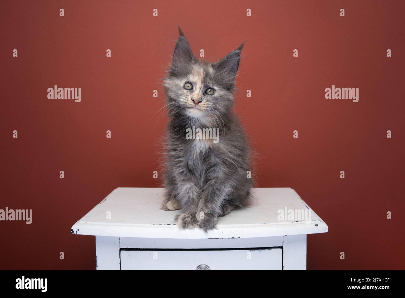 calico tortie maine coon kitten portrait on red brown background with copy space Stock Photo