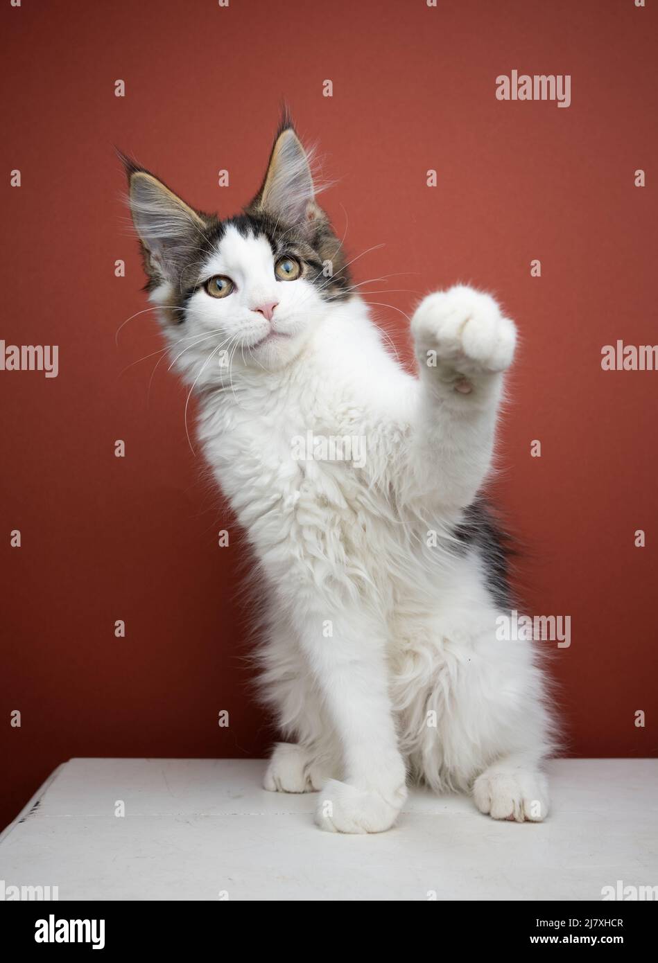 young white tabby maine coon kitten playful raising paw on red brown background Stock Photo