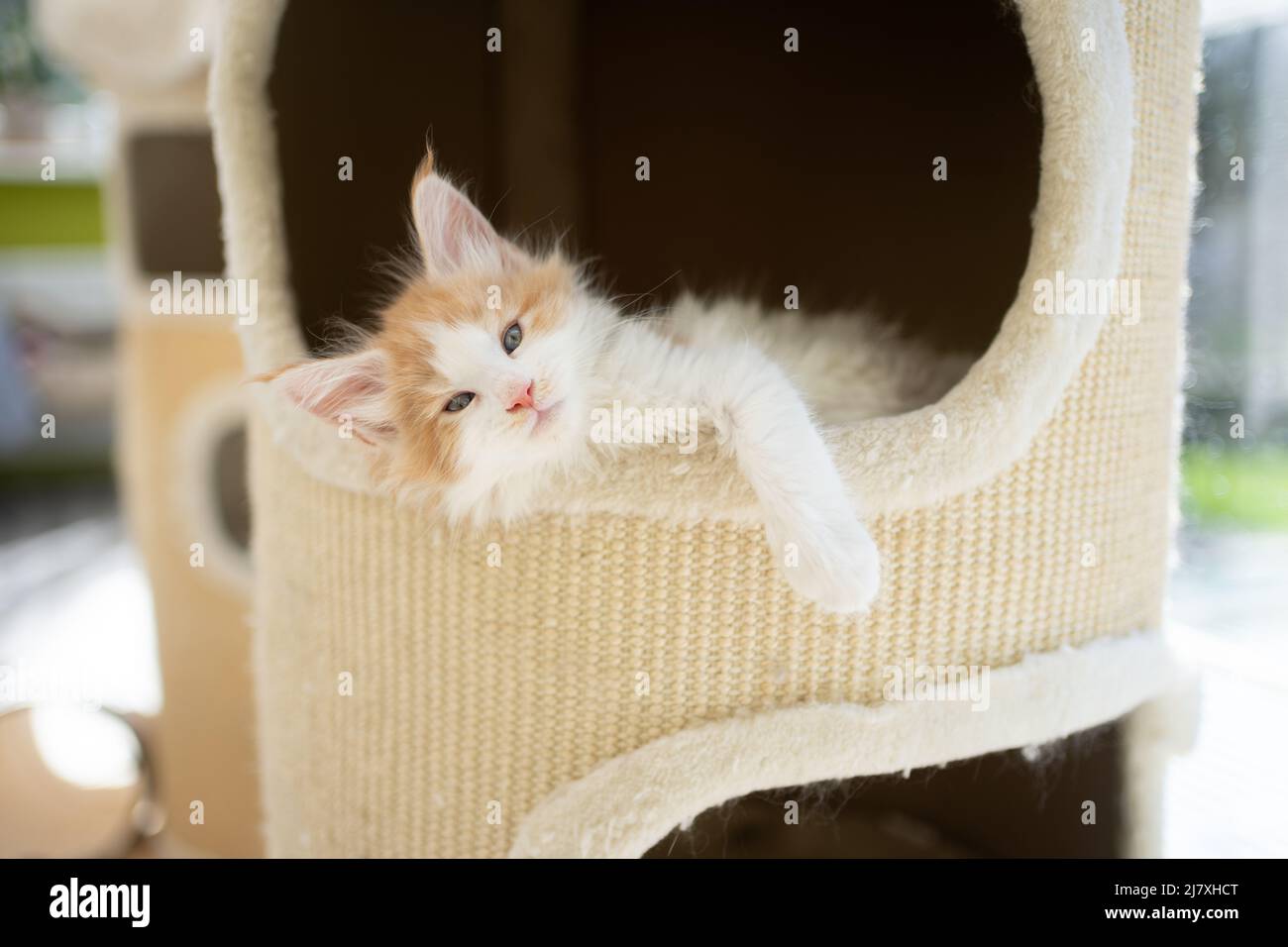 tired ginger white maine coon kitten resting inside of comfortable scratching barrel Stock Photo
