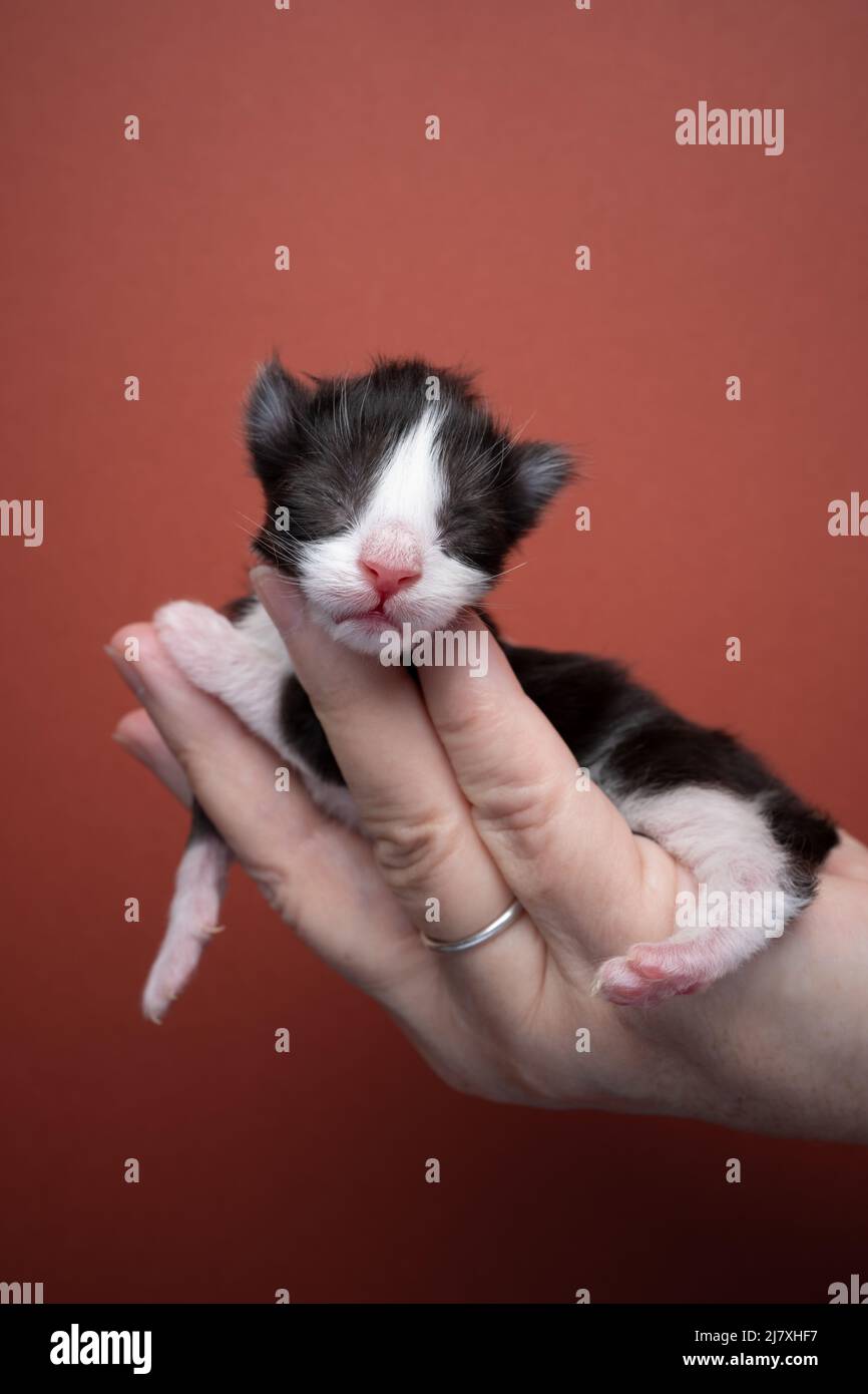 hand holding up newborn black and white tuxedo kitten on red brown background Stock Photo