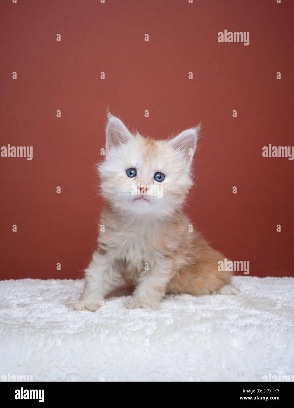 cute ginger maine coon kitten portrait looking at camera on red brown background with copy space Stock Photo