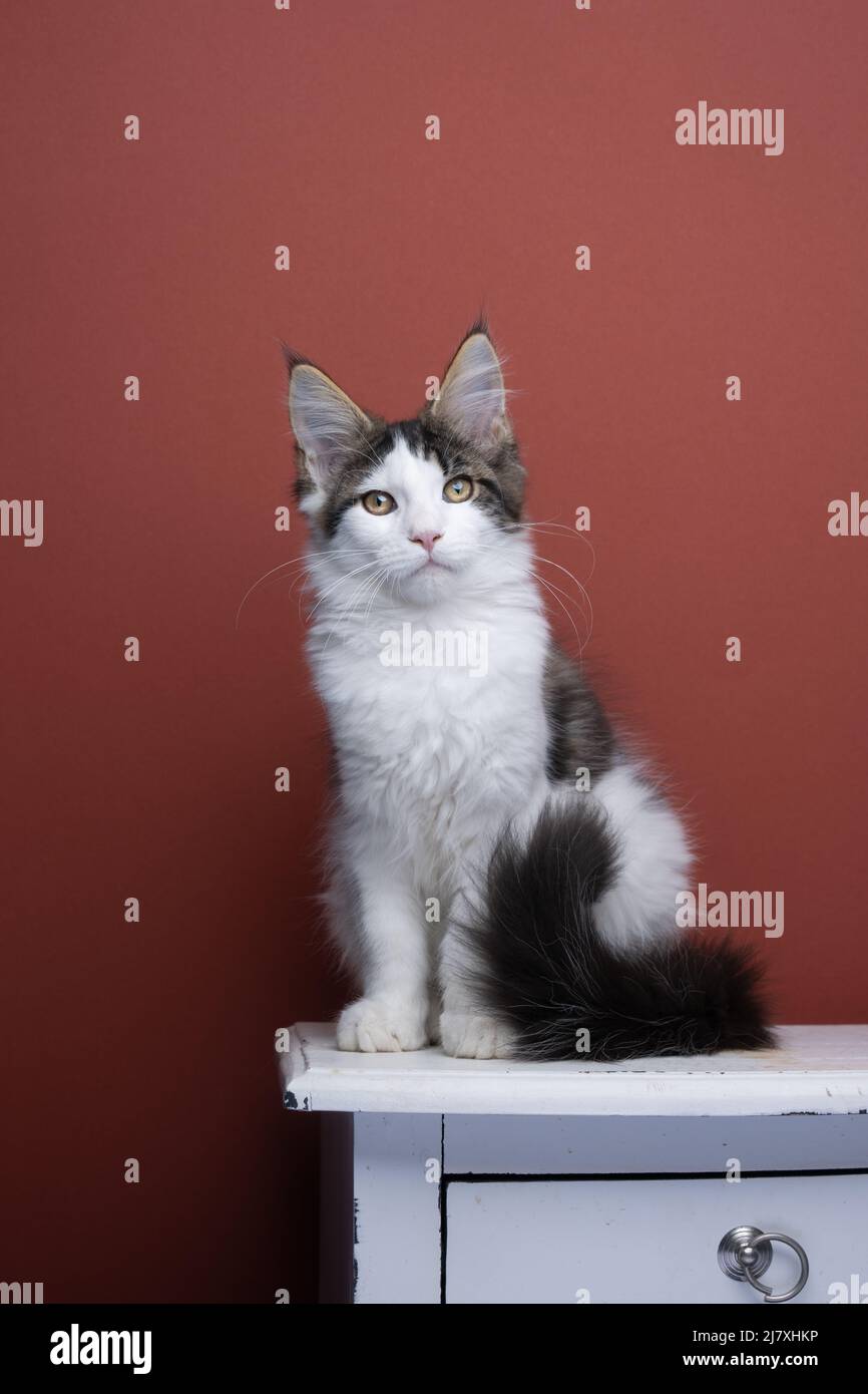 white tabby maine coon kitten sitting on white drawer portrait on red brown background Stock Photo