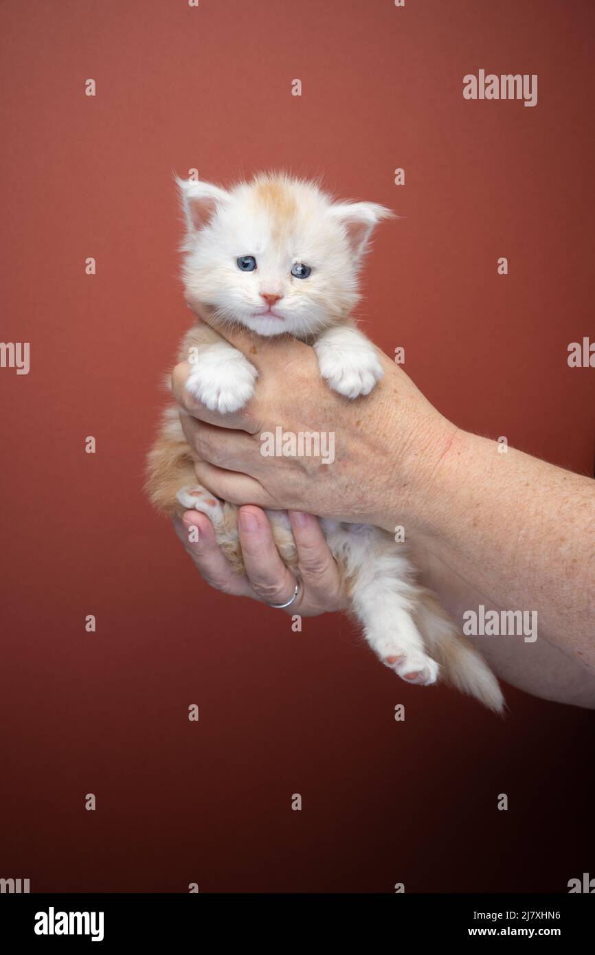pet owner holding up white ginger kitten with both hands on brown background Stock Photo